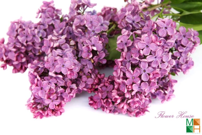 Tranh dán tường phòng ngủ đẹp tại Hà Nội FW - 024